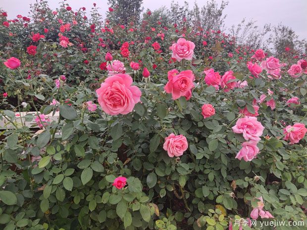 月季多年老化后開(kāi)花少又小怎么辦？做好修剪就可以了(圖1)