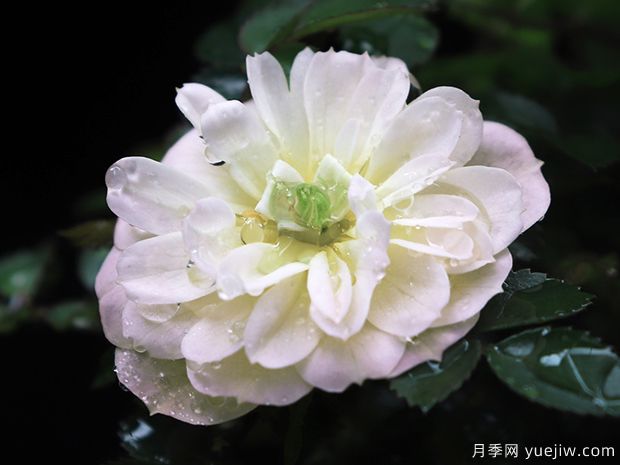 超微月季推薦，雪姬月季(圖1)