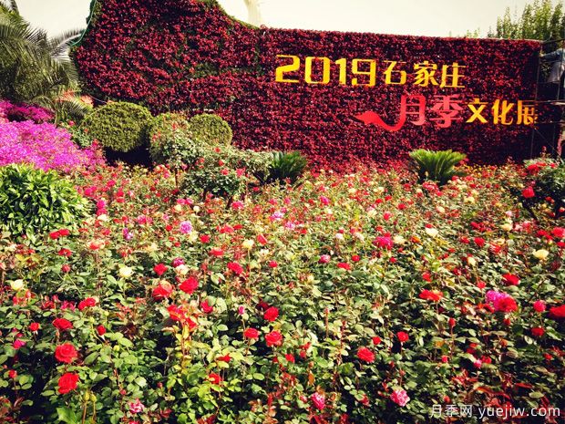 石家莊適合養(yǎng)月季花，市花和市樹是什么(圖1)