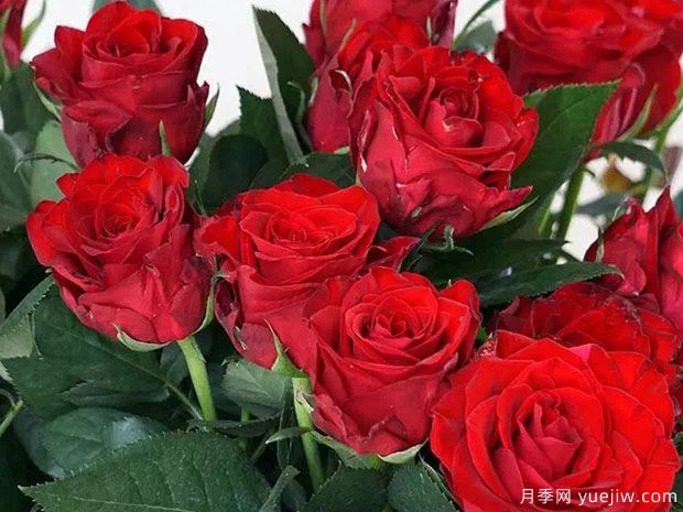 卡馬拉月季的優(yōu)缺點是什么？(圖1)