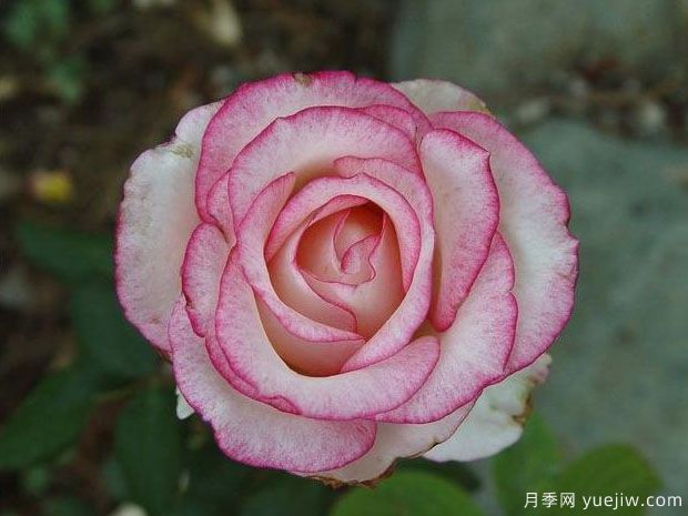 ??死怂录?圖2) ??死怂录?圖2)