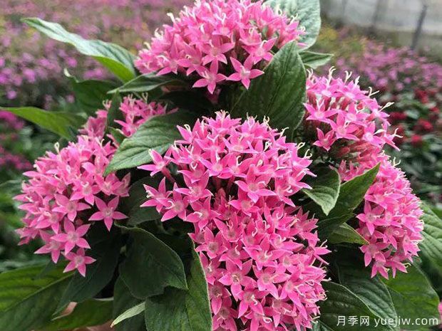 月季花花期長(zhǎng)，養(yǎng)花還有哪幾種花期可達(dá)半年？(圖2)