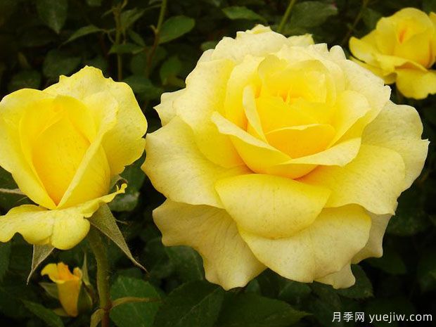 金牌月季的優(yōu)缺點(diǎn)是什么？(圖1)