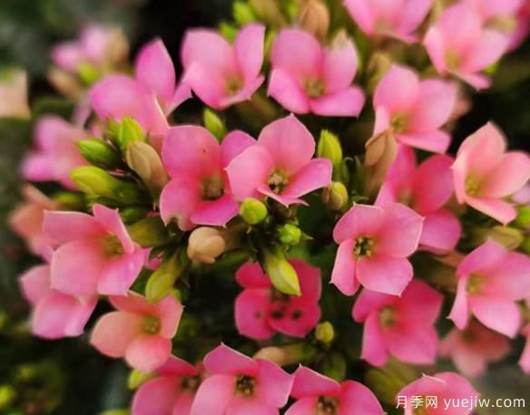 長壽花冬天怎么養(yǎng)護(hù)？解決凍傷不開花消苞的辦法(圖1)
