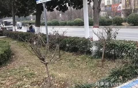 廣玉蘭落葉子禿頂?shù)脑斐稍?？根系生長(zhǎng)環(huán)境是關(guān)鍵(圖3)