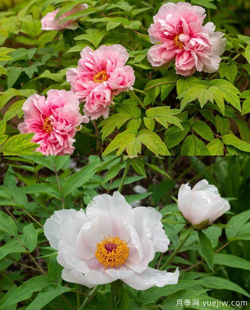 鳳丹花和牡丹花的區(qū)別？看葉子和根系(圖1)
