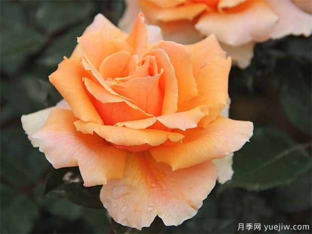 常見(jiàn)用于陽(yáng)臺(tái)的花卉種類有哪些？(圖1)