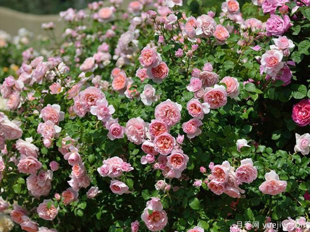 小區(qū)綠化常用種植植物有哪些？選擇辦法(圖1)