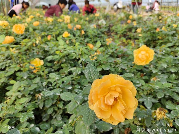 2萬(wàn)棵紅從容月季杯苗美化浙江景觀(圖1)
