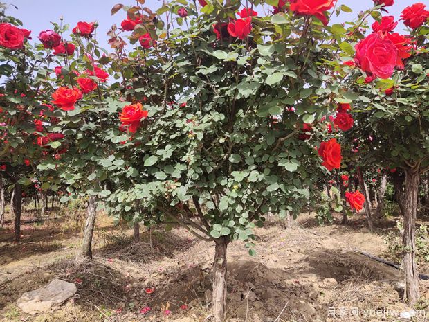 苗木種植和移栽養(yǎng)護(hù)注意事項，技術(shù)17問(圖1)