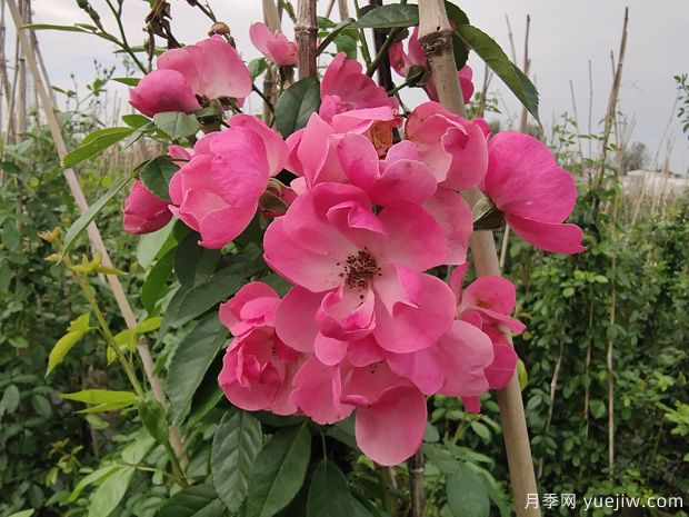 北方常見的4個耐寒花卉是什么？月季牡丹芍藥鐵線蓮(圖1)