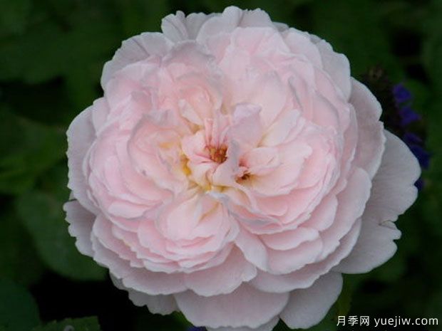 愛麗絲小姐月季(圖1)