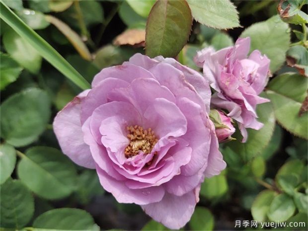 藍(lán)玫瑰花語是什么？藍(lán)玫瑰代表什么意思？(圖1)