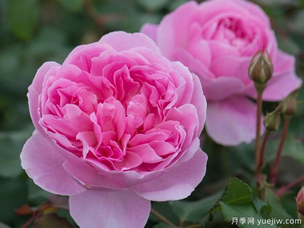 分享20款粉色月季，甜蜜來襲一眼就愛上(圖4)