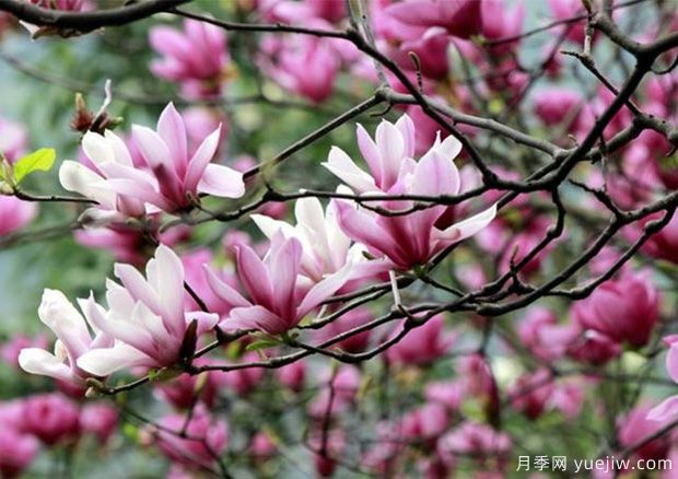 玉蘭花的花語是什么？報恩，純真自然的愛(圖1)