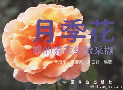 月季圖書：朱秀珍《月季花:我的養(yǎng)花經(jīng)驗采擷》(圖1)