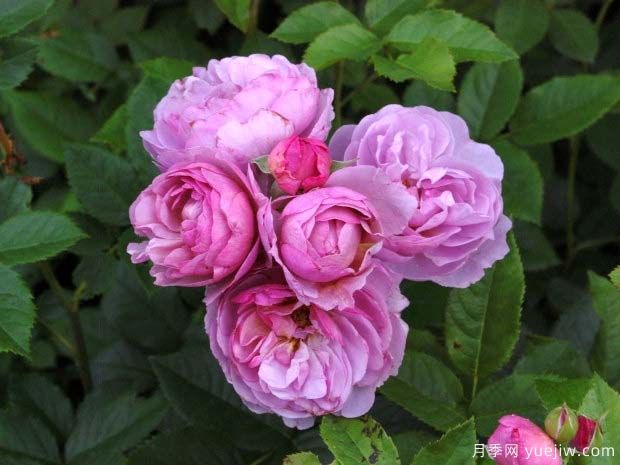 薰衣草花環(huán)月季的優(yōu)缺點是什么？(圖1)