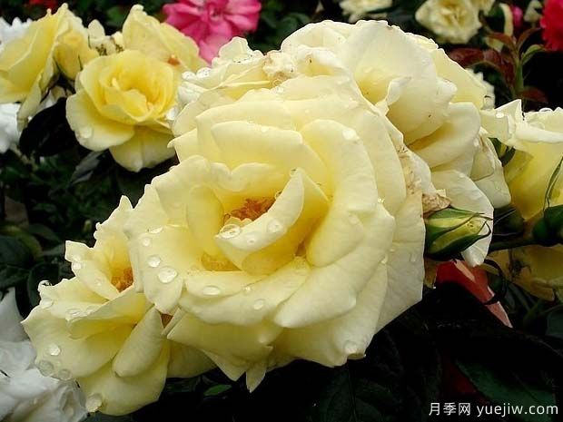 檸檬花環(huán)月季/檸檬門(mén)廊月季(圖2)