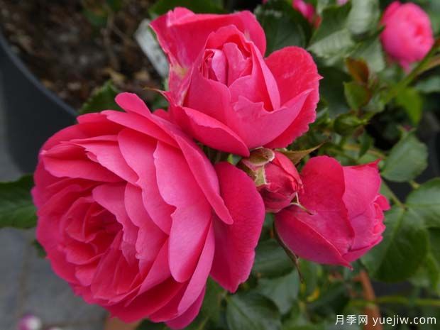 粉色花環(huán)月季/莫恩莫恩/粉紅陽臺(tái)/粉色門廊(圖2)