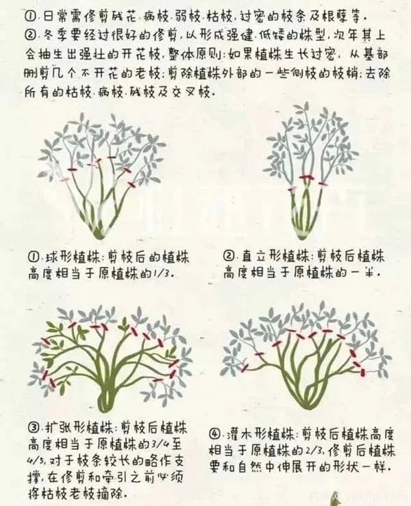 2月是月季的***后冬剪時(shí)間，來份月季修剪寶典(圖2)