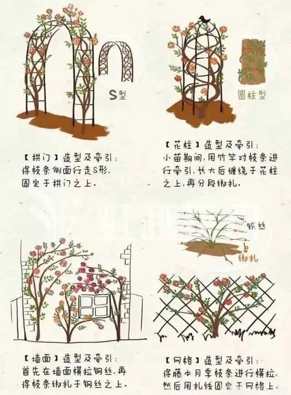 2月是月季的***后冬剪時(shí)間，來份月季修剪寶典(圖4)