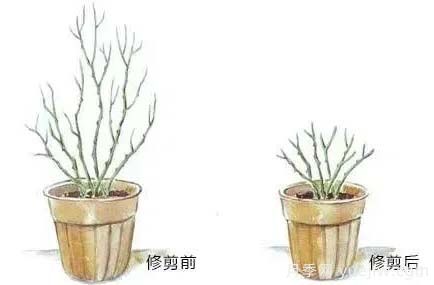 2月是月季的***后冬剪時(shí)間，來份月季修剪寶典(圖3)