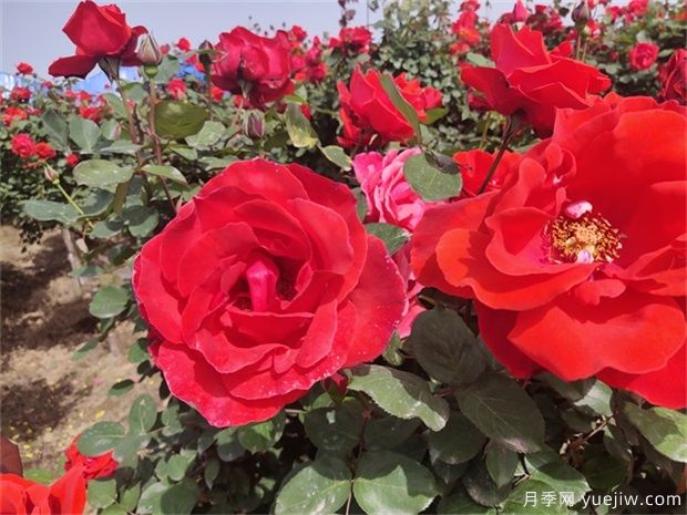 月季，園林和花園必備的花卉(圖1)