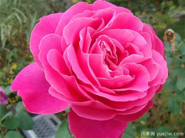月季花朵開的比臉大，掌握5個因素有驚喜(圖1)