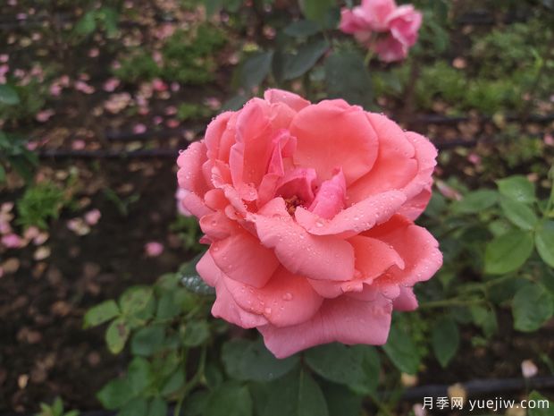 春季花卉月季出現(xiàn)的這些病蟲(chóng)害，要及時(shí)處理(圖1)