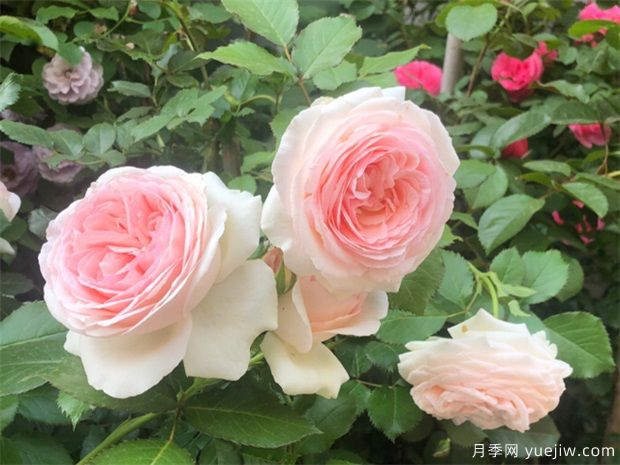 春天種月季選擇腐質(zhì)土，長(zhǎng)得快開(kāi)花旺(圖1)