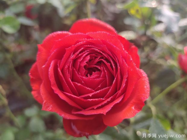 玫瑰？月季？薔薇？如何分清楚？情人節(jié)送的是什么？(圖1)