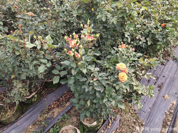 月季施肥過多燒根怎么辦？3個辦法妙手茁壯(圖1)