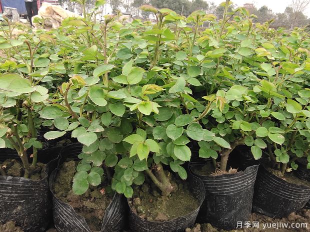 2月3月的月季花苗，換土施肥曬太陽，不愁開花少(圖1)