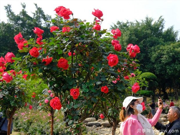 南寧南湖公園月季園2萬(wàn)株月季競(jìng)相綻放，美極了！(圖1)