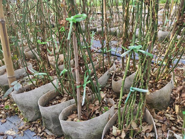 藤本月季批發(fā)基地，3月1.8米高爬藤價格(圖2)