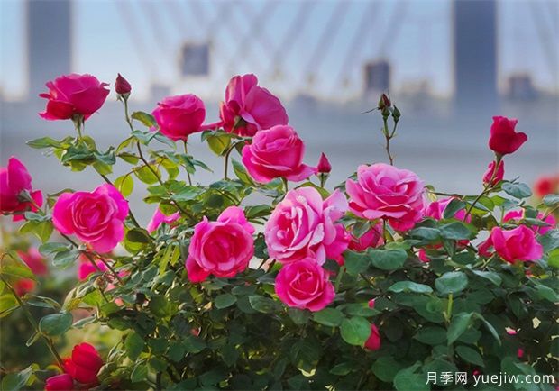 月季盛會，南陽將舉辦2023中國·南陽首屆世界月季博覽會(圖1)