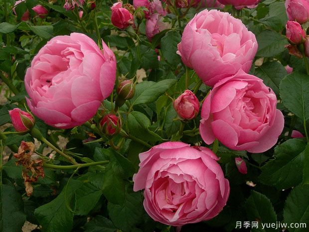 瑪麗芭蘭詩派樂月季的優(yōu)缺點(diǎn)是什么？(圖1)