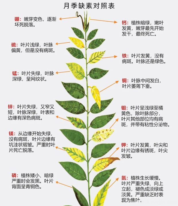 月季應(yīng)該用什么樣的肥料？月季全年用肥技巧精簡(jiǎn)版(圖1)