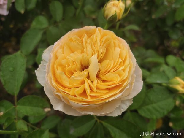 玫瑰稱霸花藝界，月季讓世界更美麗(圖1)