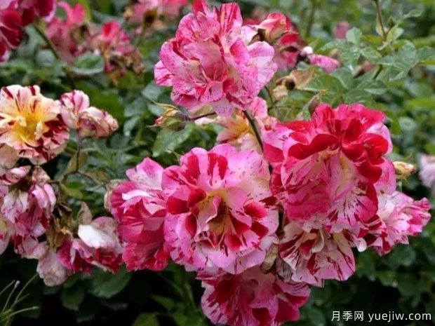 安茹復(fù)古自行車(chē)月季(圖1)