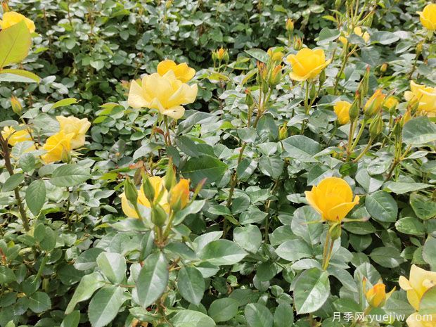 4月做好養(yǎng)護(hù)工作，讓月季輕松爆花(圖1)