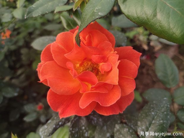 8個(gè)優(yōu)秀豐花月季品種，一株花滿枝頭(圖2)