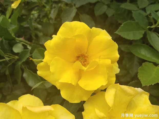 8個(gè)優(yōu)秀豐花月季品種，一株花滿枝頭(圖3)