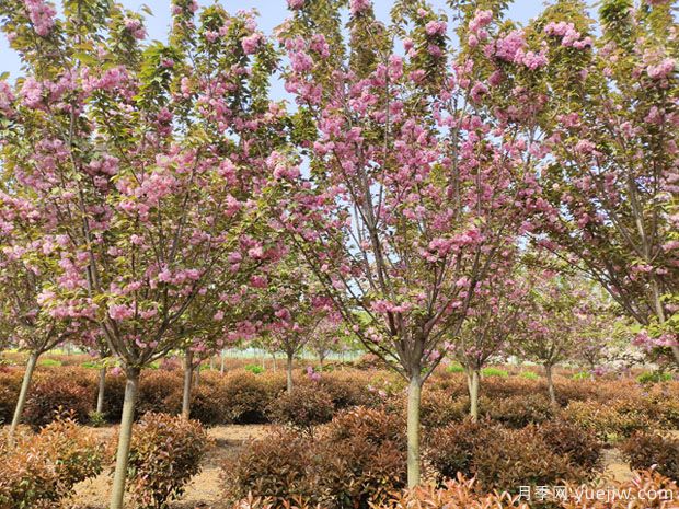 櫻花樹幾年可以開花？日本晚櫻開花的觀賞價值(圖1)