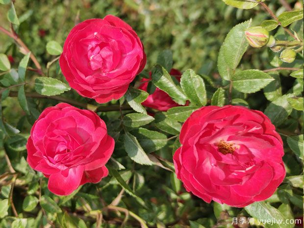 甜蜜紅木香，花量超多，花香濃郁，花色驚艷(圖1)