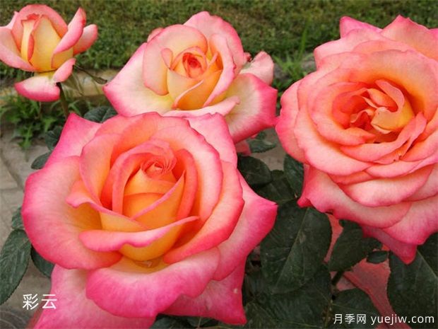 南陽(yáng)月季打響品牌 花開亦傾城(圖1)