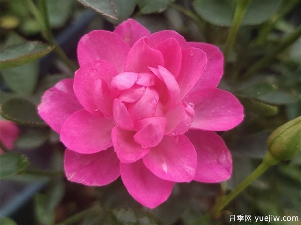 開花機器看微月，推薦12種微型月季品種(圖1)