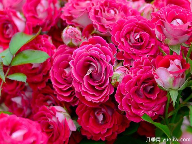 開花機器看微月，推薦12種微型月季品種(圖2)