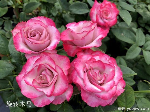 開花機器看微月，推薦12種微型月季品種(圖3)
