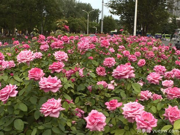 淮安市花美麗綻放，滿城月季處處芬芳(圖1)